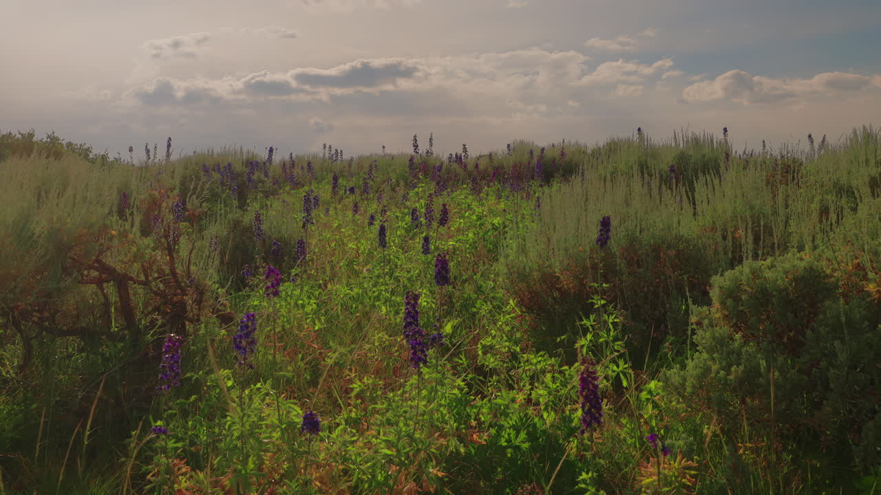 Blooming Wildflowers On The Mountains On A Breeze Day. Slow Motion, Pan Right