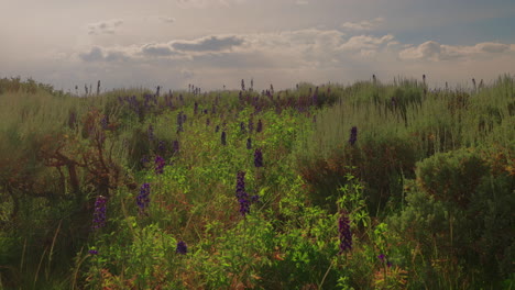 blooming wildflowers on the mountains on a breeze day. slow motion, pan right