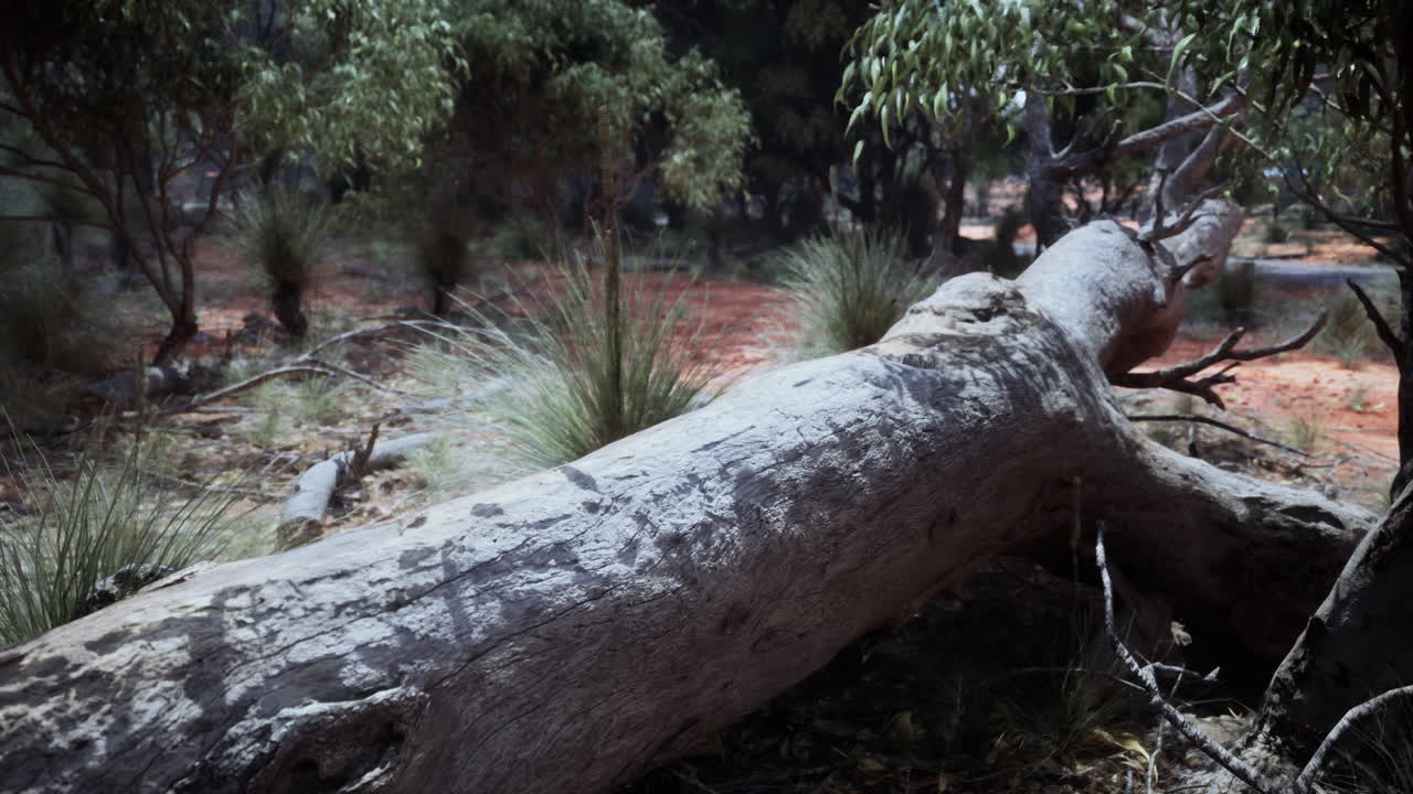 건조 한 숲 에서 쓰러진 나무