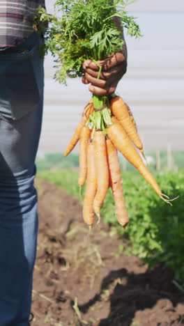 video of midsection of african american man holding carrots and standing in greenhouse