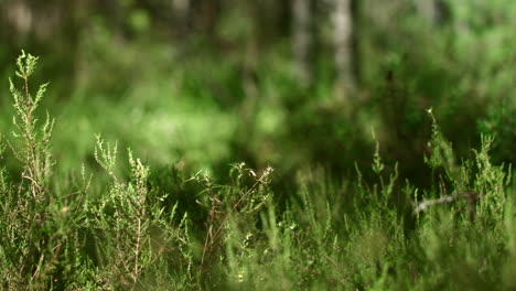 dense mixed forest with tall grass. white birches in green summer forest