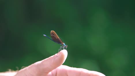 primer plano de una libélula azul posada en la mano, ala de ébano volando en cámara lenta
