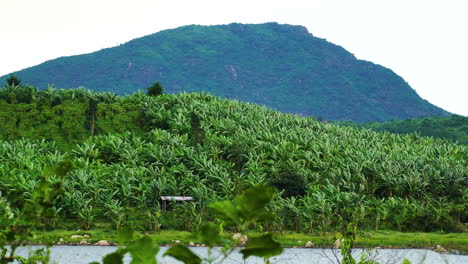 exotic green bananas cultivation