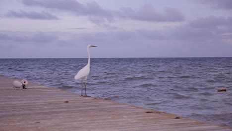 una toma en cámara lenta de un pájaro despegando