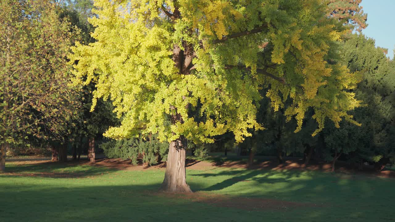 On a clear autumn day, a ginko tree in Letna Park flourishes with golden leaves, highlighted by the sun. Parallax video.