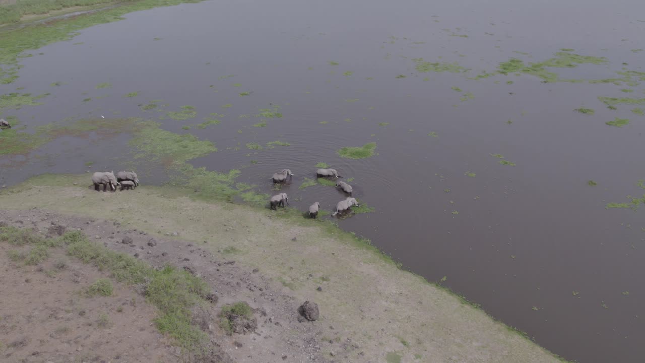 아프리카 사바나 의 물 구 이 있는 코끼리 들