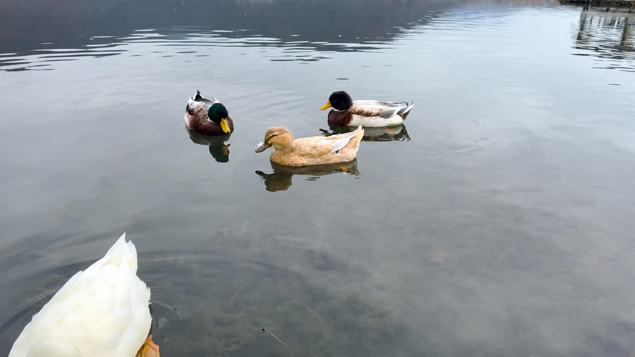 Group of ducks gently gliding on a reflective, still body of water near the shore
