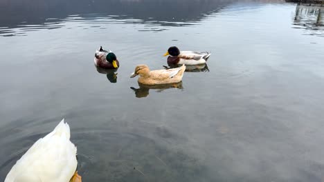 group of ducks gently gliding on a reflective, still body of water near the shore