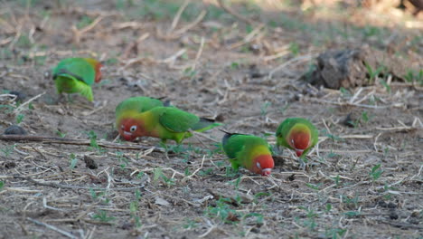 flock of fischer's lovebirds foraging on the ground in africa