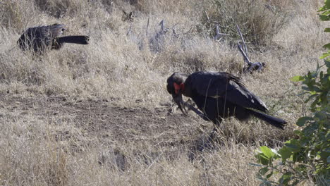 southern ground hornbill walking on african savannah in search of food