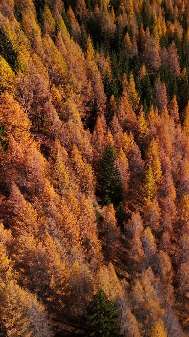 Autumn forest vibrant color on a steep hillside Engadin valley fall, aerial drone Switzerland