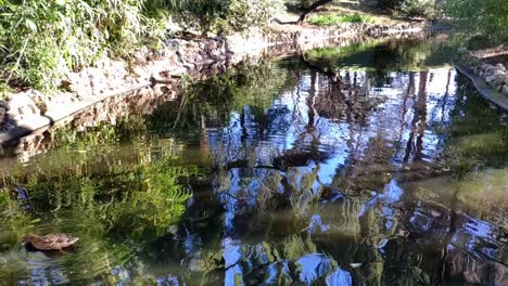 Einzelne-Ente-Schwimmt-In-Einem-Flussähnlichen-Teich-Im-Retiro-Park,-Madrid