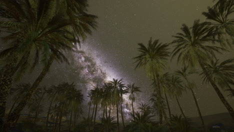 starry night sky over palm trees in a tranquil desert setting