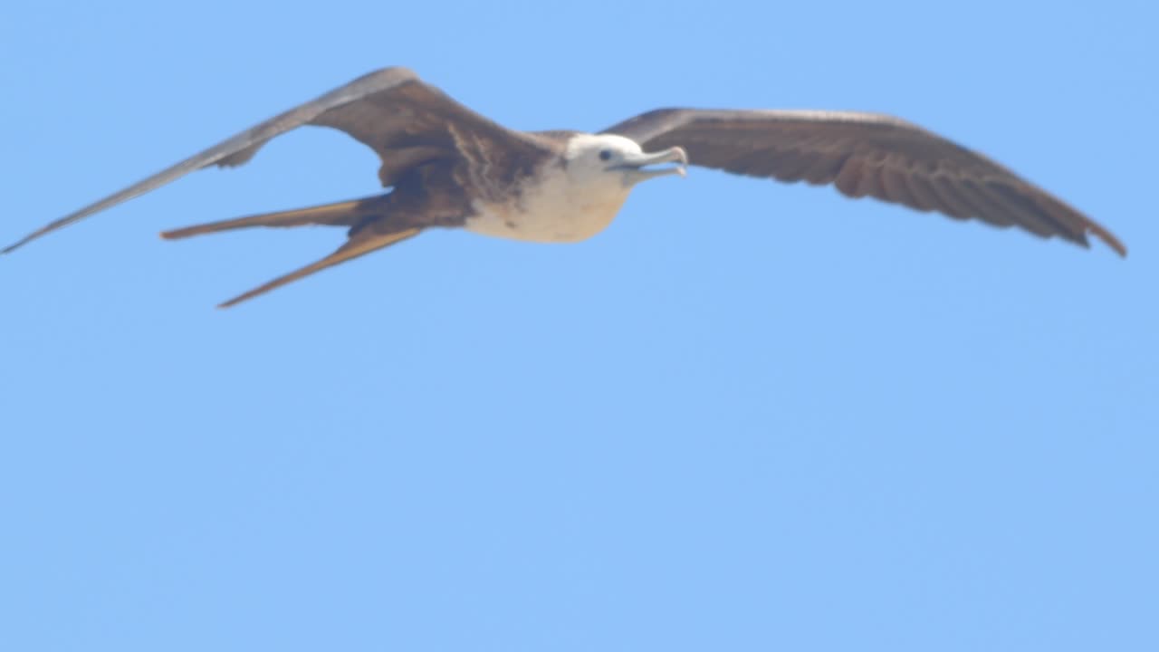 Diverse fregate che volano su un cielo blu a Piura, Perù, primo piano