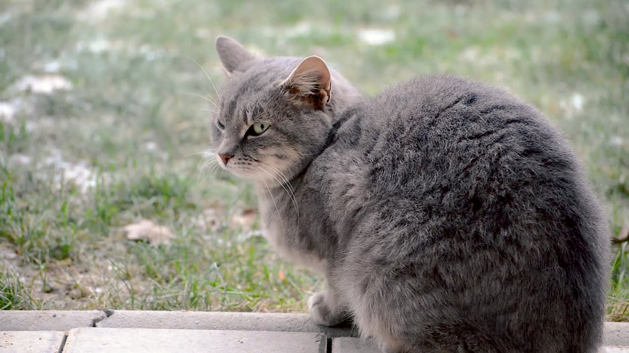 Una gatta adulta grigia con una bella pelliccia invernale seduta su un vialetto del cortile e che guarda l'erba.