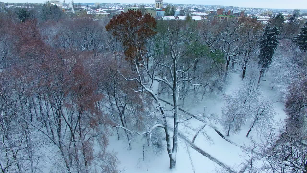 Bare trees of the city park covered with white snow. Drone going up over the tall trees opening the cityscape.