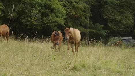 Light-brown-horses-graze-green-countryside-fields,-slow-motion-animal-tail-walk