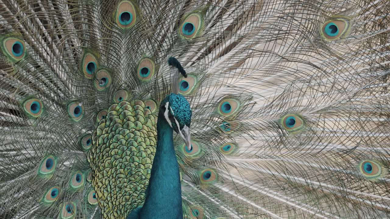 primer plano de un hermoso pavo real indio con plumas de cola abiertas