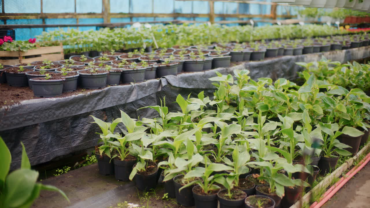 Plantas frescas creciendo en invernadero