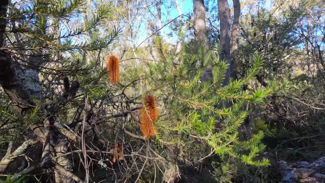 Wentworth Falls'taki Avustralya çalılıklarında açan turuncu Banksia ericifolia kır çiçeklerinin yakın çekimi.