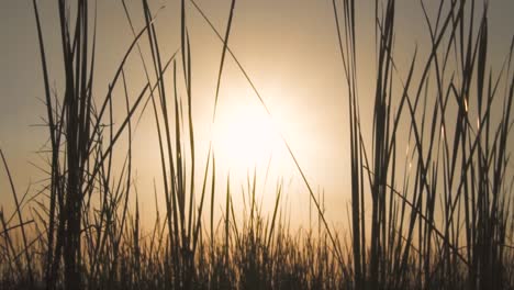 Sonnenuntergang-Mit-Sägegras-Im-Vordergrund-Und-Vorbeifliegender-Libelle