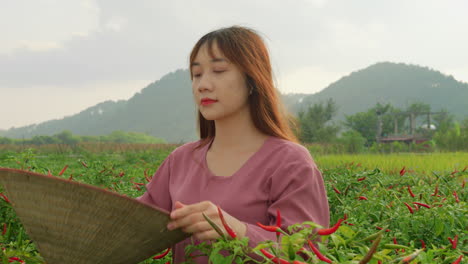 young vietnamese woman wearing traditional farmer cclothing and rice hat working under the sun heat in valley plantation