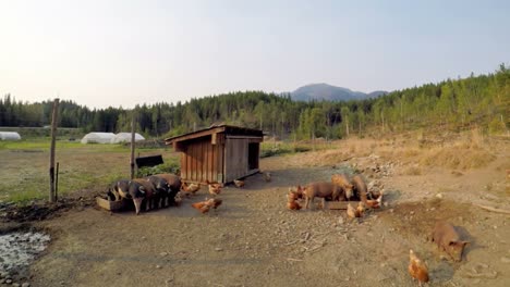 pigs and hen having food in the farm 4k