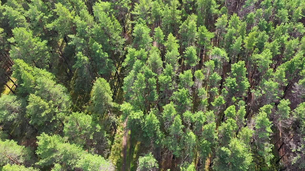 Aerial View of a Pine Forest