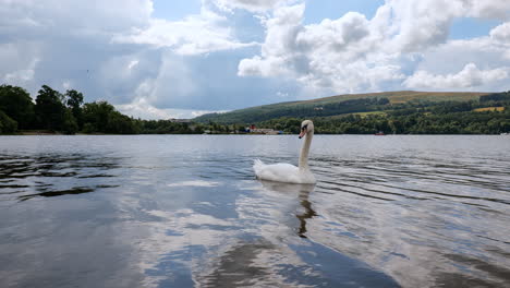 Weißer-Schwan-Auf-Einer-Wasseroberfläche-Des-Sees-Loch-Lomond-In-Der-Nähe-Von-Balloch