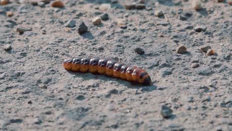 tiro macro de gusano de oruga naranja moviéndose en la tierra