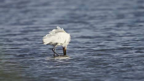 fotografía de cerca de un spoonbill eurasiático vadeando y alimentándose en aguas poco profundas luego levantando la cabeza y comiendo algo, cámara lenta