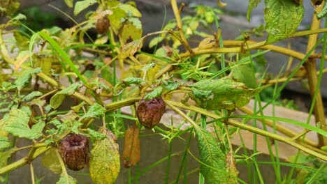 plants start to turn green when it rains