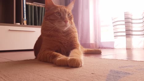 cute orange cat lying on the carpet at home and looking around the room. observant and interested cat following the object with its eyes around the room
