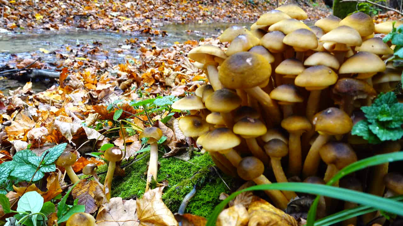 Jamur Madu di Hutan Musim Gugur