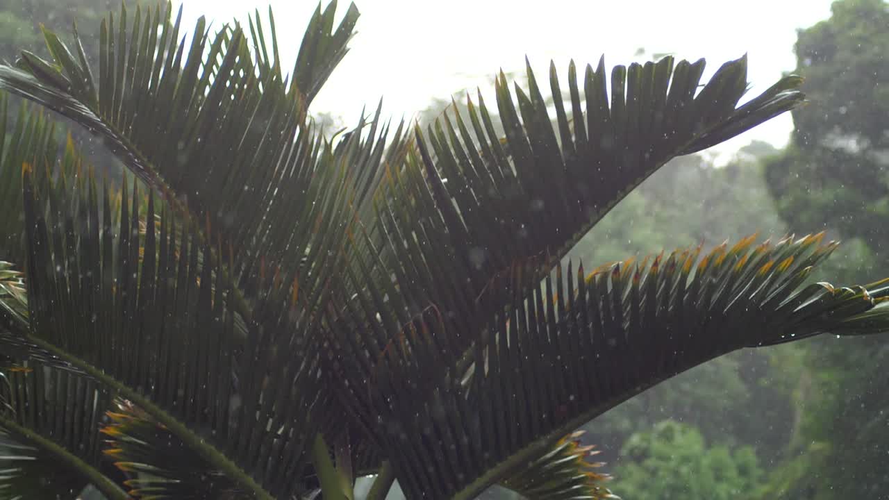 cerrar pan sobre palmeras durante una tormenta de lluvia