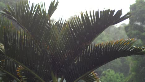 cerrar pan sobre palmeras durante una tormenta de lluvia