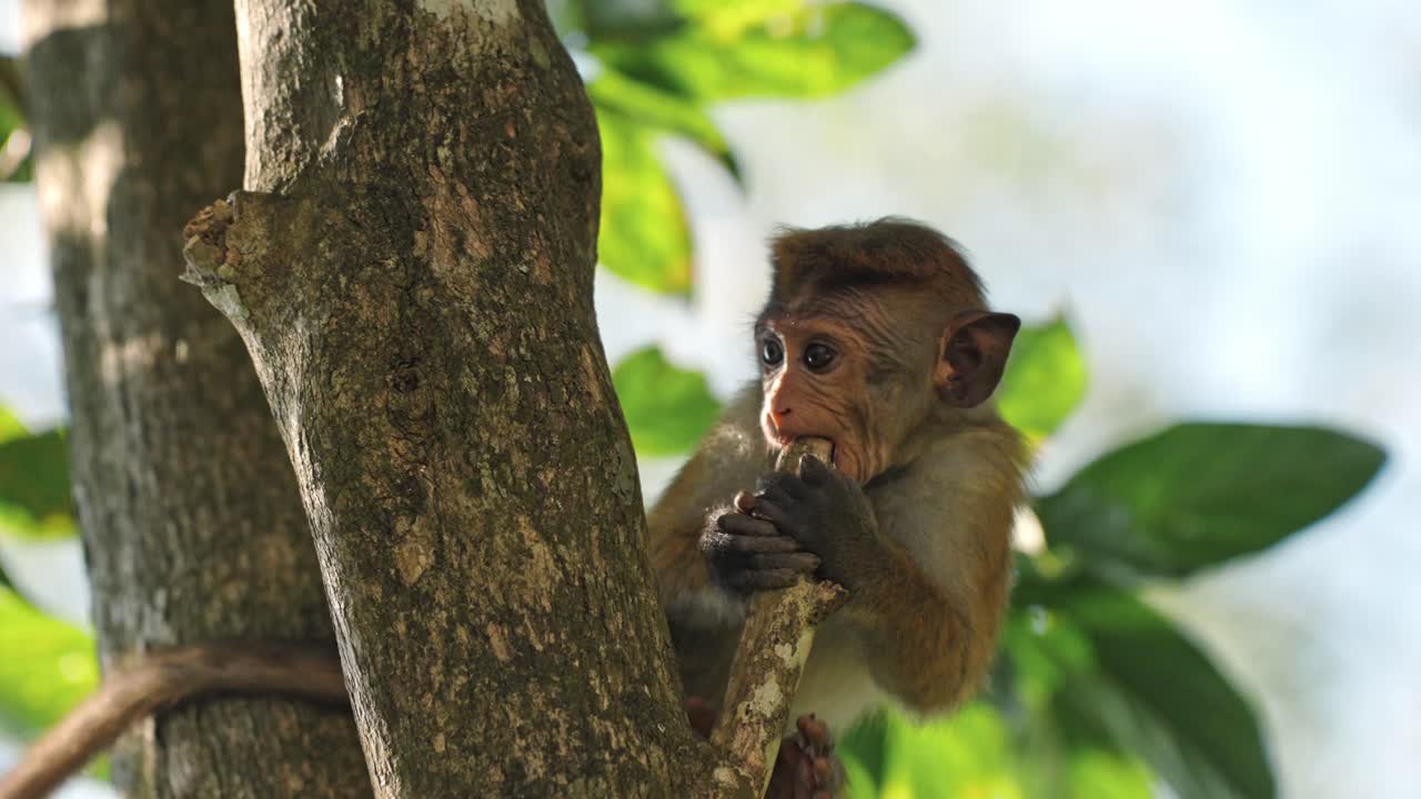 Close-up footage of a baby monkey perched on a tree branch in the lush forests of Sri Lanka.