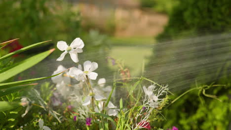 white garden flowers being spayed by sprinkler hose on sunny summer morning