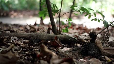 vigilar la caza de lagartos en el bosque en los jardines botánicos de singapur vida silvestre en singapur