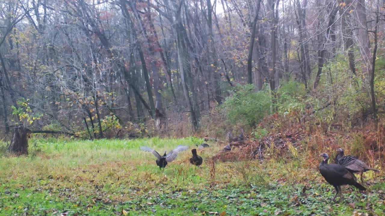 Harem of Wild Turkey hens and a whitetail doe are grazing for food in a clearing in the woods in the Midwest in the fall; concepts of nature, game camera, wildlife and hunting