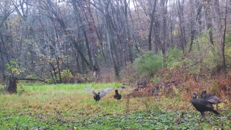 harem of wild turkey hens and a whitetail doe are grazing for food in a clearing in the woods in the midwest in the fall; concepts of nature, game camera, wildlife and hunting