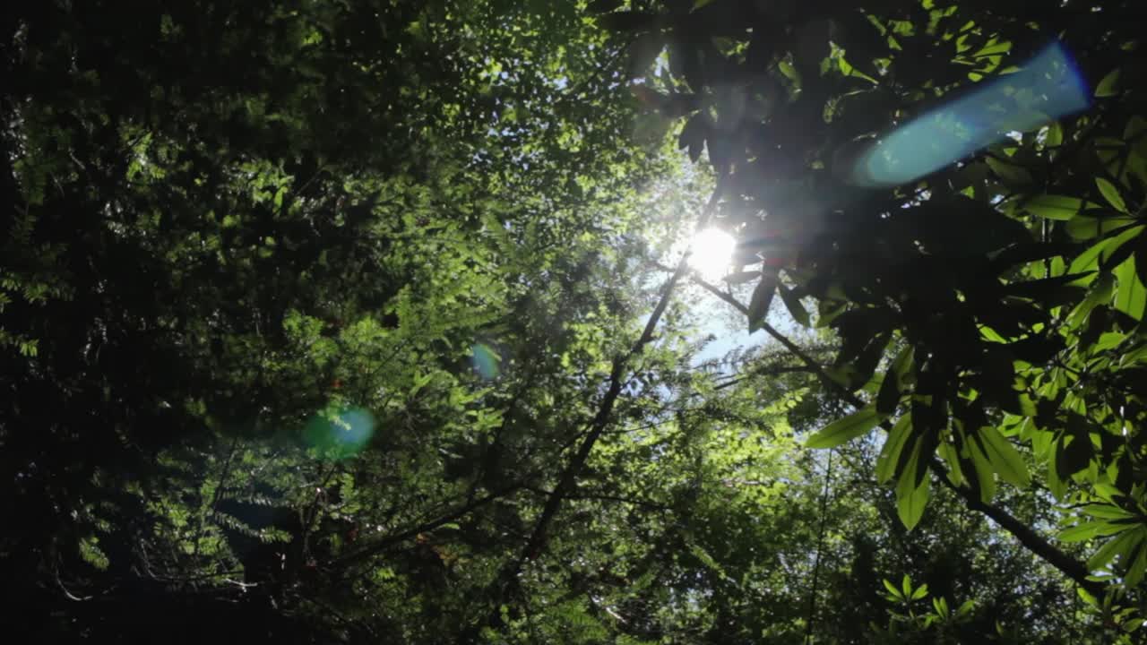 나무 사이로 빛나는 태양의 부드러운 샷