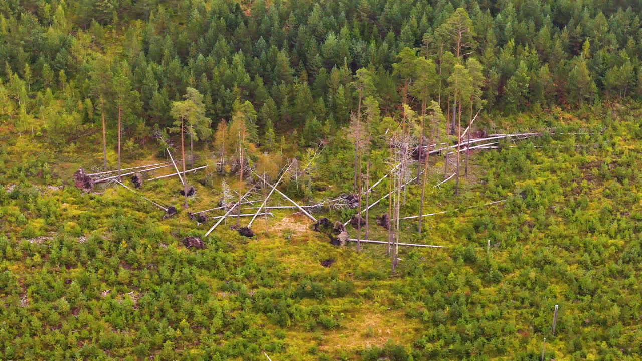 Fallen Trees During Deforestation In Rural Land For Farmland Expansion. Aerial Drone Shot
