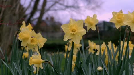 a cluster of yellow daffodils with bokeh