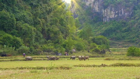 grass-fed cows and water buffalo on the foothills of large limestone mountains and hills