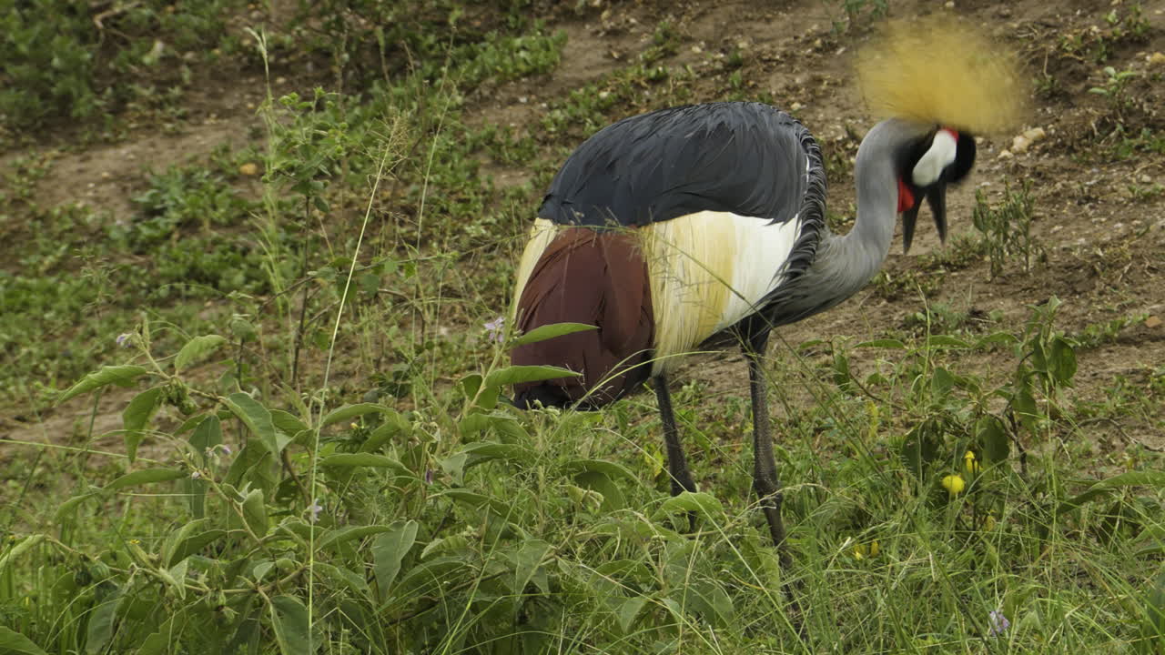 A Grey Crowned crane walks across a green meadow, pecking at insects. The camera follows the bird's movements