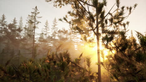 sunrise in a misty forest