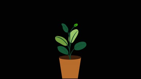 Plant-with-6-leaves-grows-and-germinates-in-terracotta-pot-on-black-background-overlay