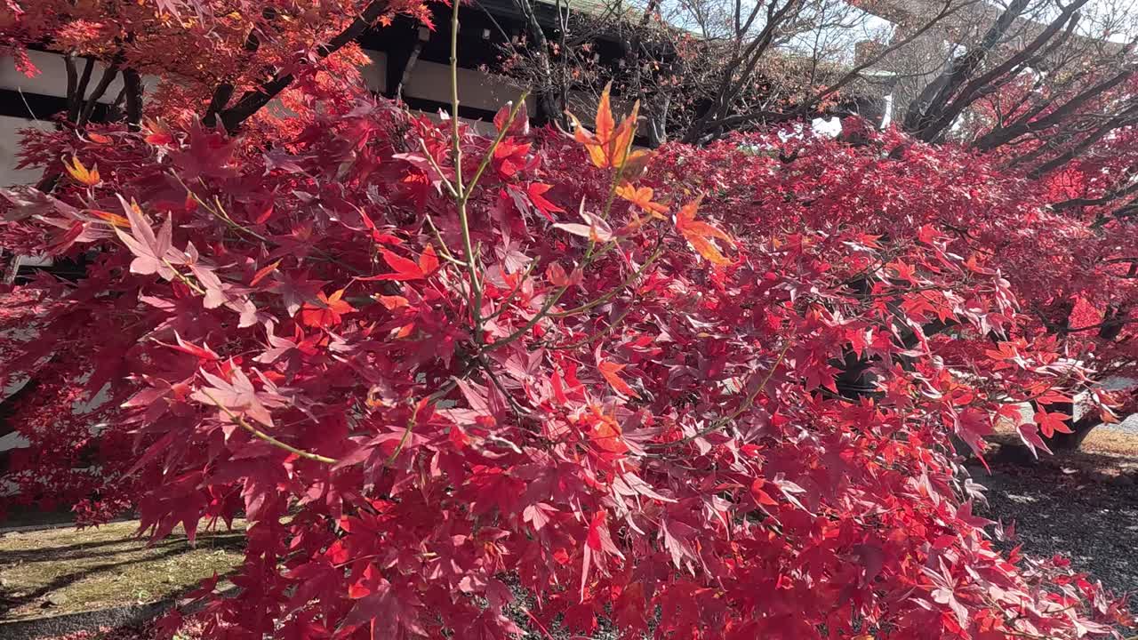 바람에 흔들리는 빨간 메이플 잎.