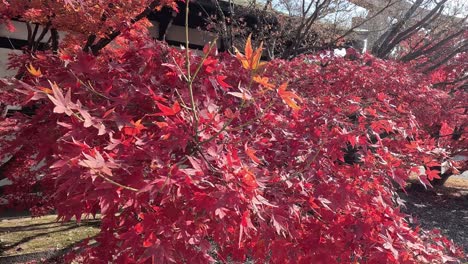 red maple leaves swaying in the wind.